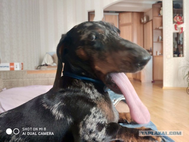 Международный день домашних животных