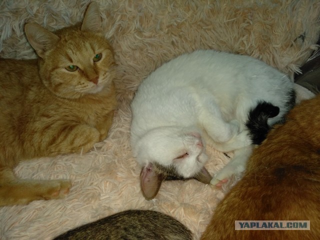 Котовторнику посвящается