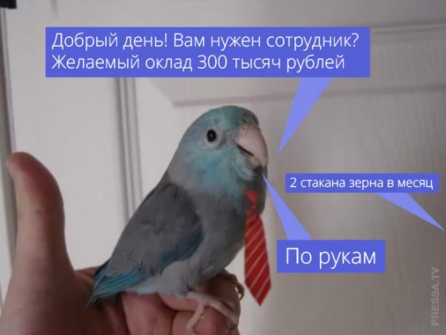 Кретинизмы из сети 05.02.21