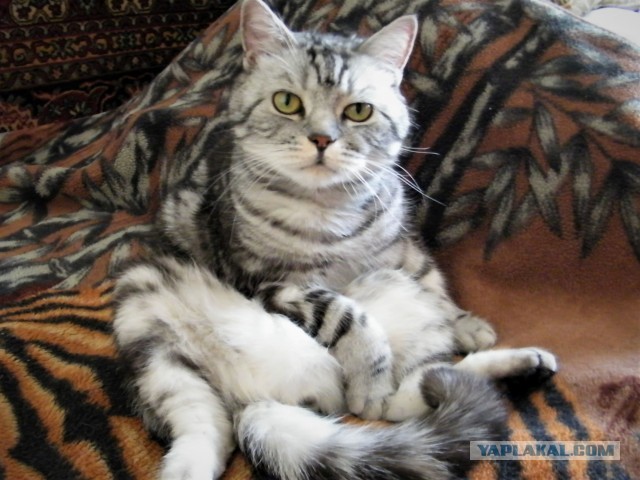 Котовторнику быть!