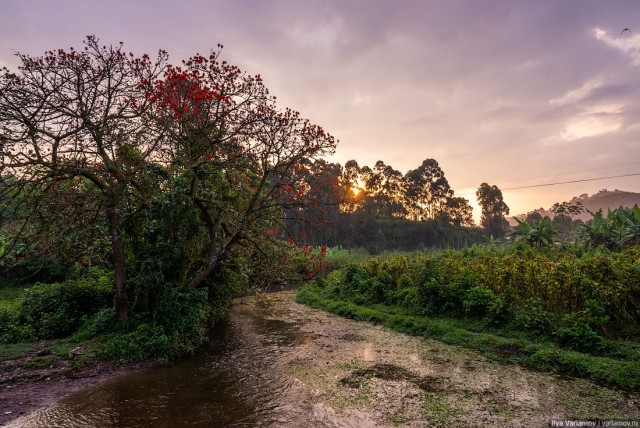 Уганда: самая настоящая Африка с гориллами и носорогами!