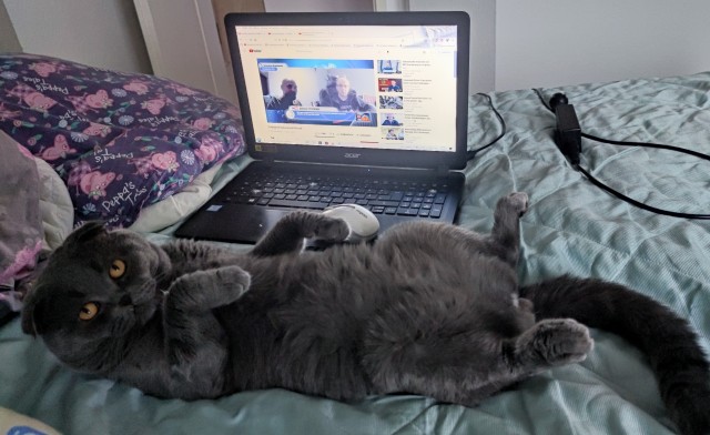 Котовторник