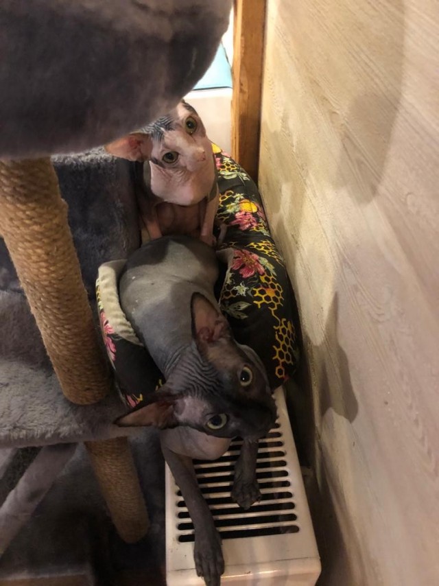 Котовторнику быть