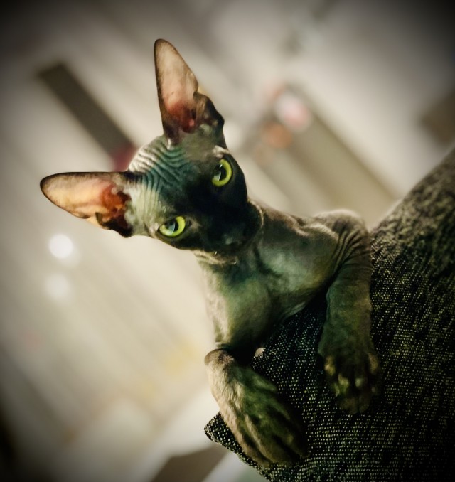Вторник. Котэ. Пора