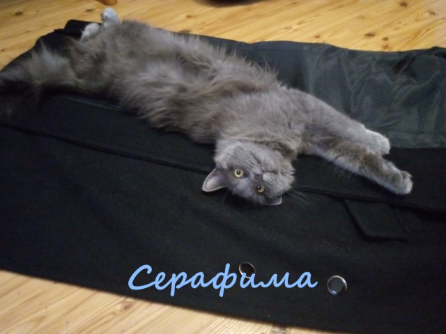 Жизнь домашнего приюта "Котоленд" 327