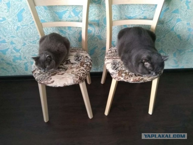 Ну, поехали в котоввторник!