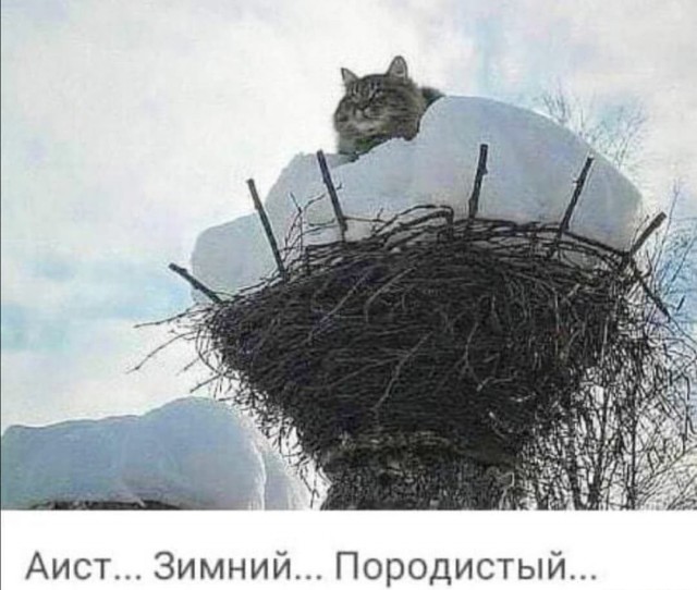 Весёлые картинки 13.04.2022