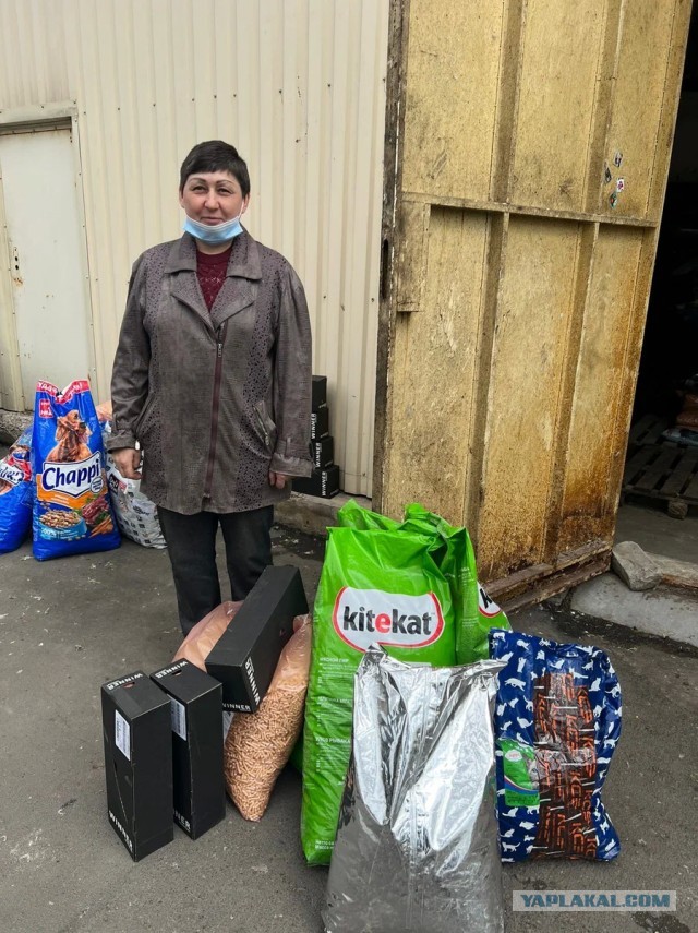 Котики в беде