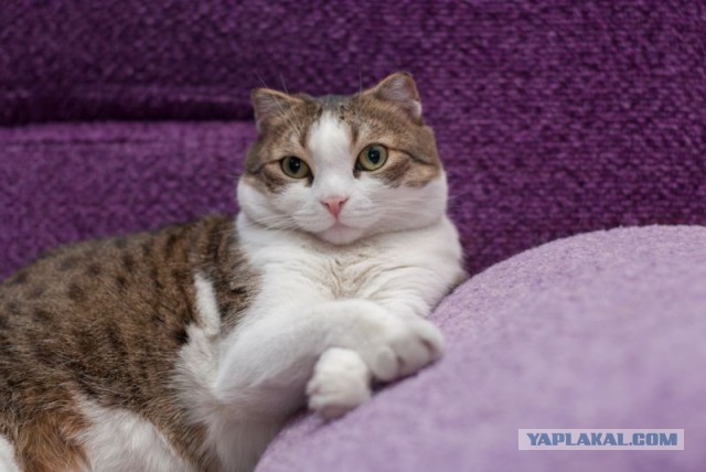 Котоманы, как не разориться на кормежке котов?