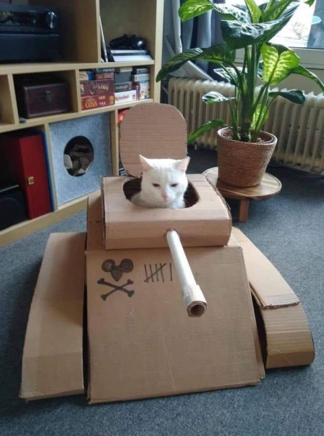 К котофторнику