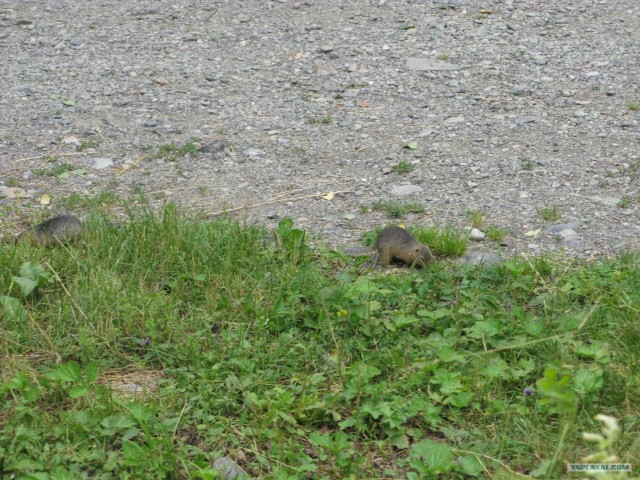 Горный Алтай в первый раз