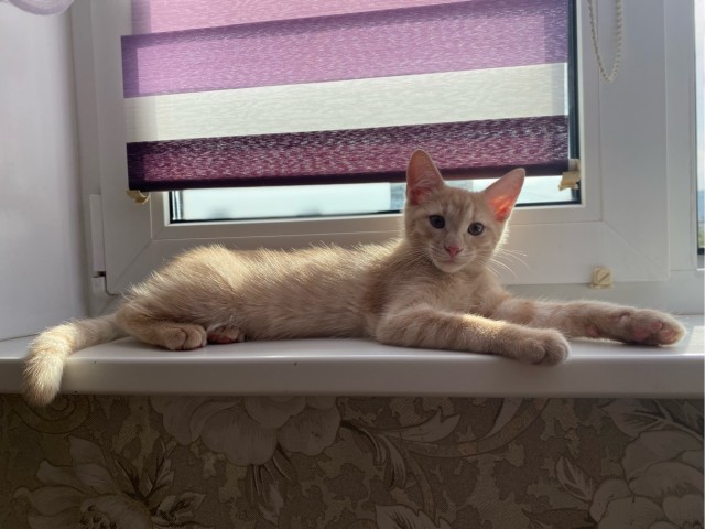 Нам годик в котовторник