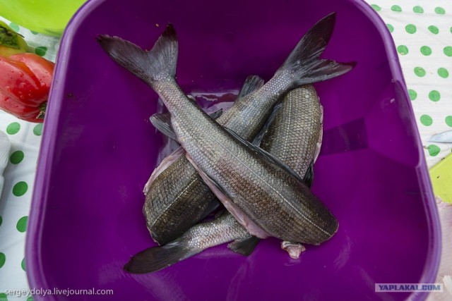 Сплав по реке Котуйкан.