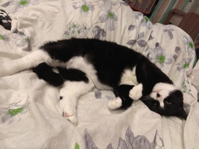 С Котовторником вас! Зовут Чеса!