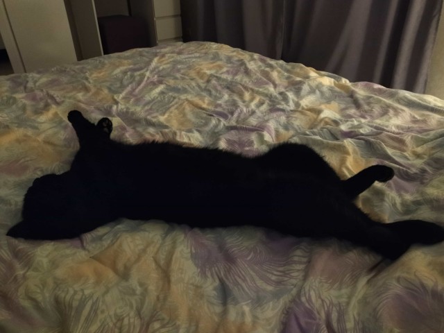А как вы спите с котиком?