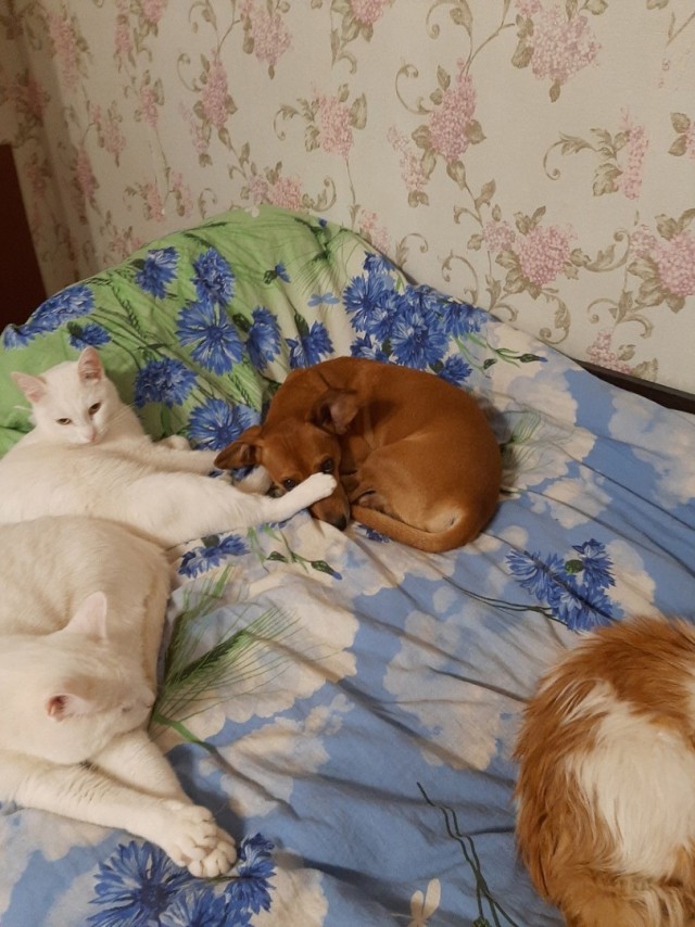 Вторник, ваши коты и кошки в студию