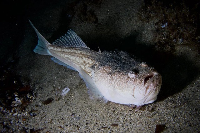 Европейский звездочёт: Кусачий, ядовитый, ещё и током жахнуть может!