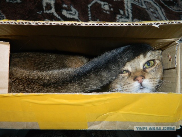 Котовторник  19.03.2013