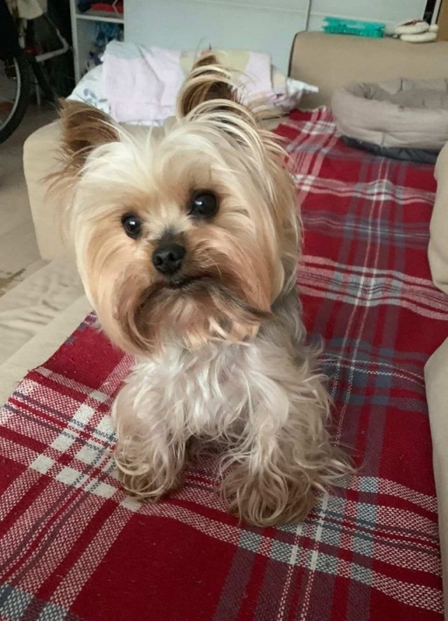 Тишку подстригли