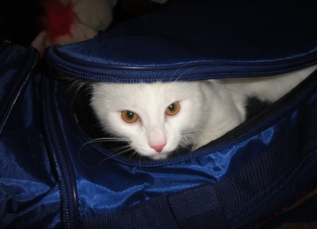 Все котики делают это