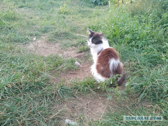 Жизнь домашнего приюта для котеек 461