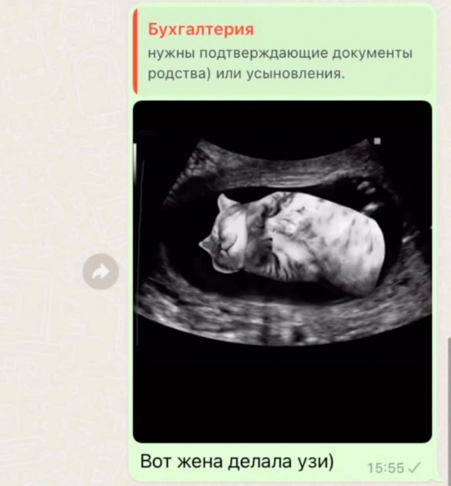 Кошатники, берем на заметку