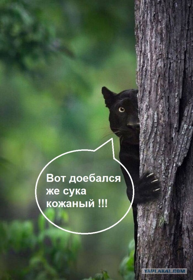В Индии сфотографировали самую стеснительную пантеру — фотограф следовал за ней несколько недель ради нескольких кадров