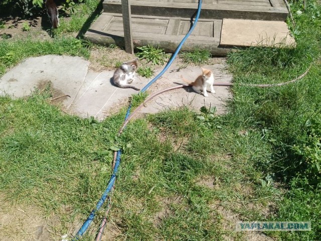 Жизнь домашнего приюта для котеек 503