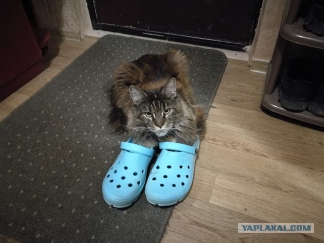 Мэйн-кун!  Котовторнику посвещается!