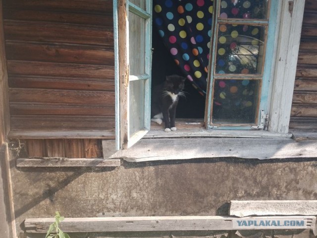 Жизнь домашнего приюта для котеек 512