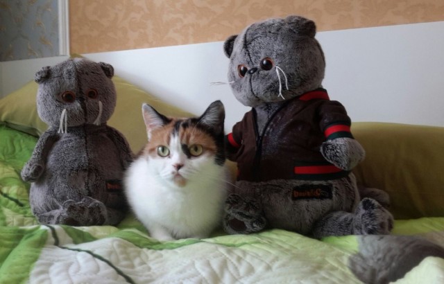Прикольные морды котов псов к настроению...