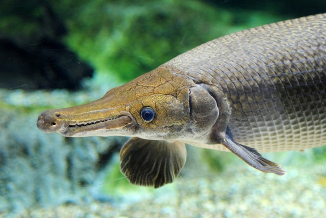 Рыба, похожая на крокодила, смогла пережить даже динозавров