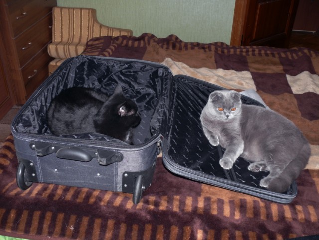 Я же тоже еду с вами