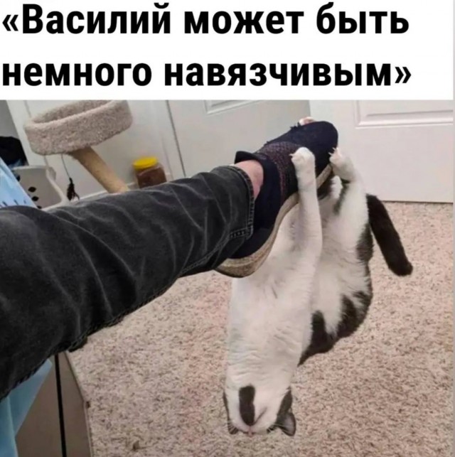 Так себе картинки 08.12.24