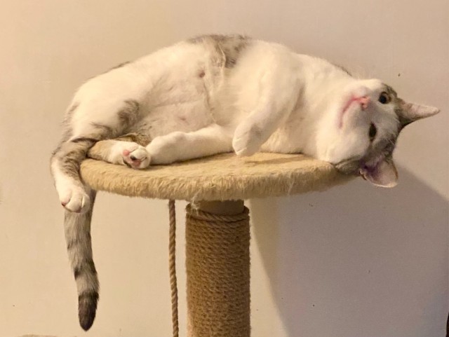 Это что, котовторник?