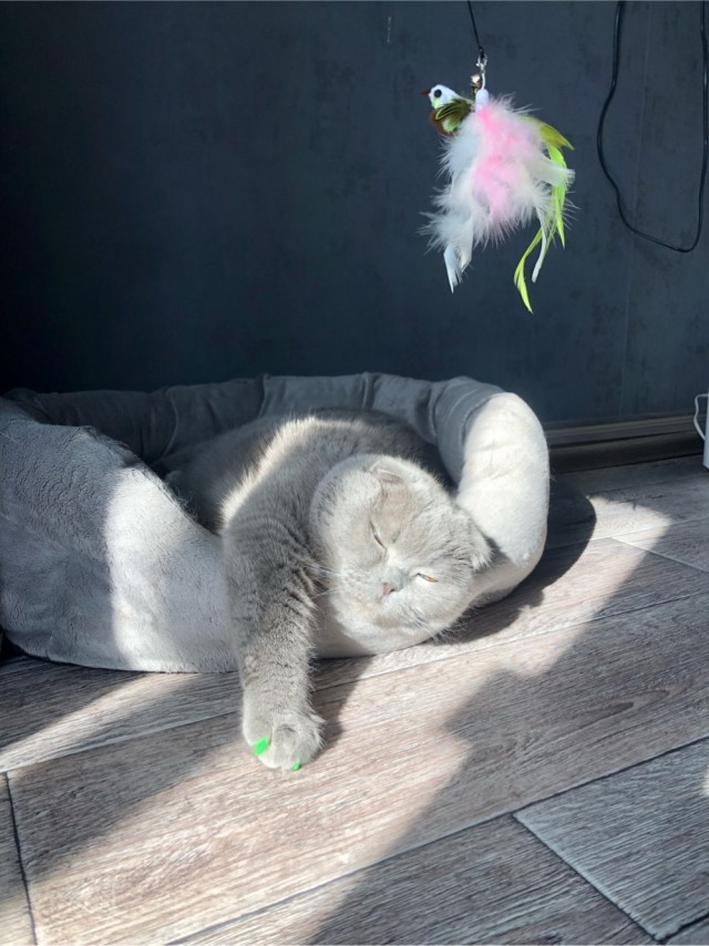 Котовторник
