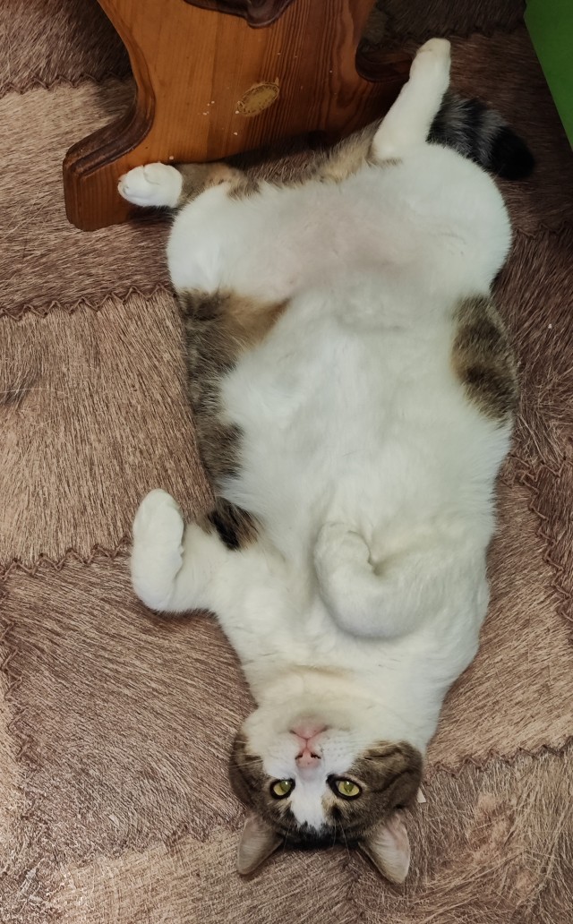 Реакция пёселя, которого забрали из приюта