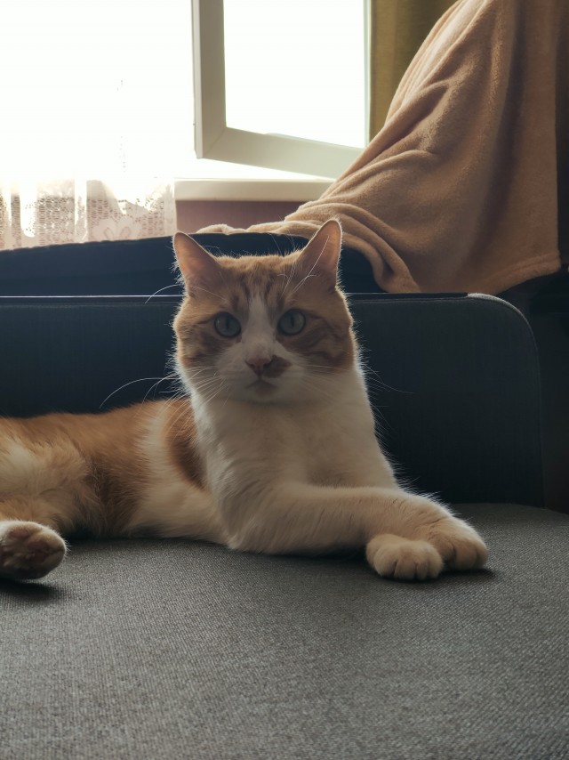 Котовторник