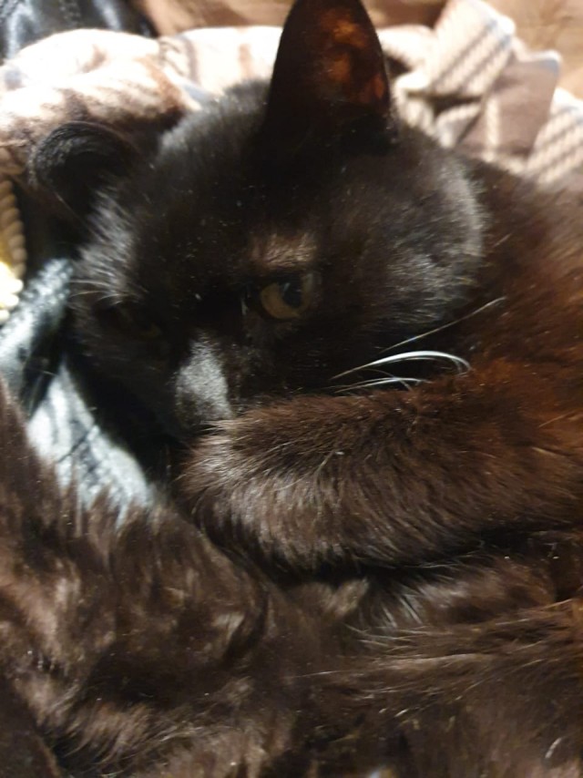 Котэ в возрасте. Финал.