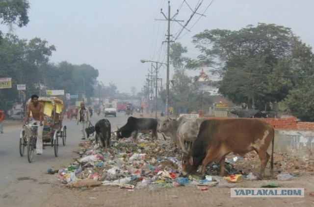Кушать подано!