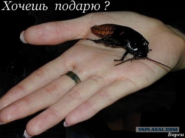 Никому дом в Японии за лям не нужен?