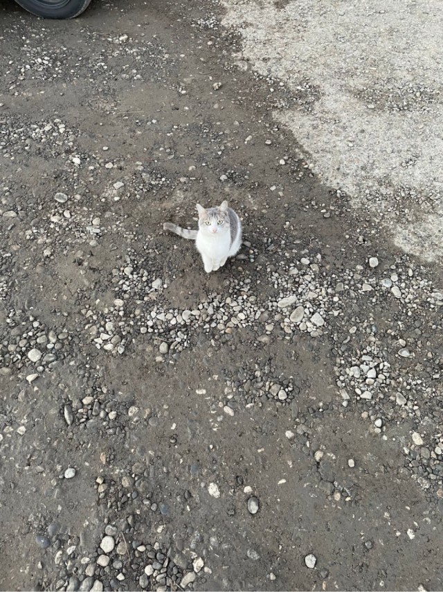 А котовторник уже пришёл?