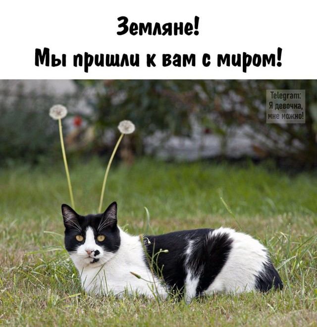 Котямбосы
