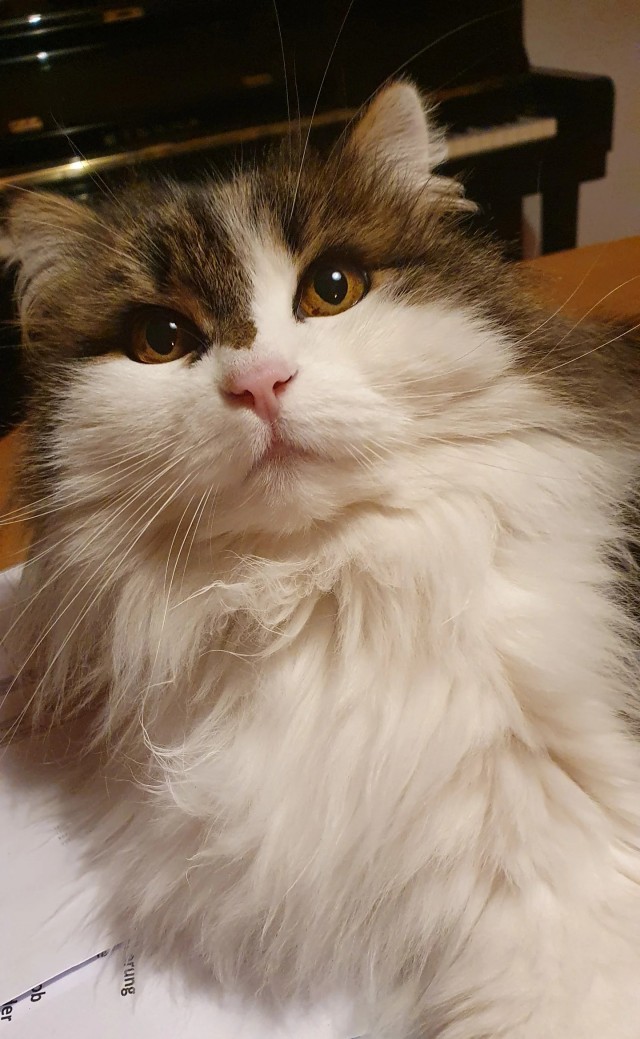 Рандомных фото котов тред