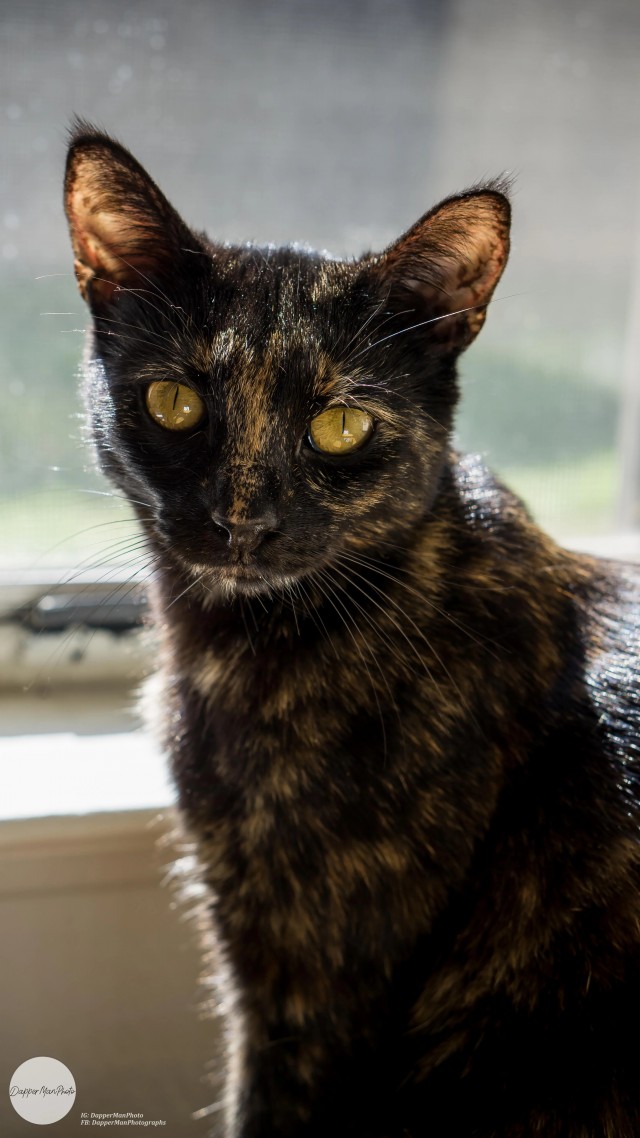 Рандомных фото котов тред