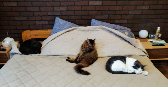 Котовторник 05.05.2026