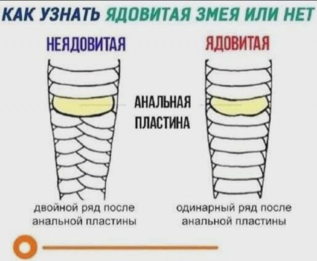 *БАЯН*Лето. Как отличить ядовитую от неядовитой змеи.