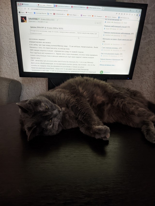 Коту плохо.