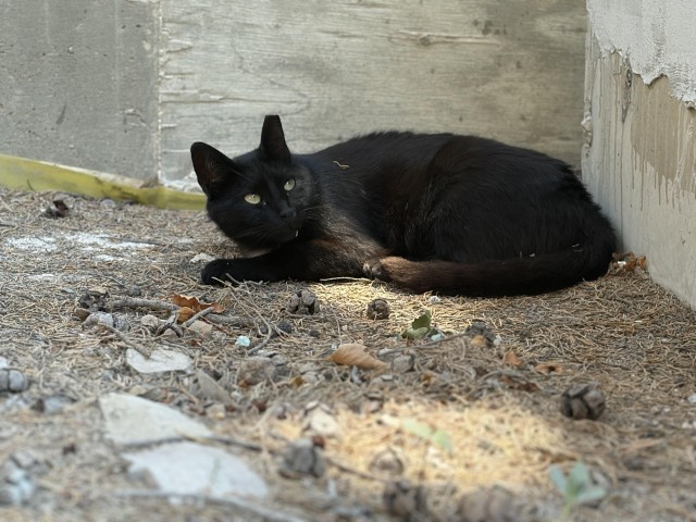 Уличные котики