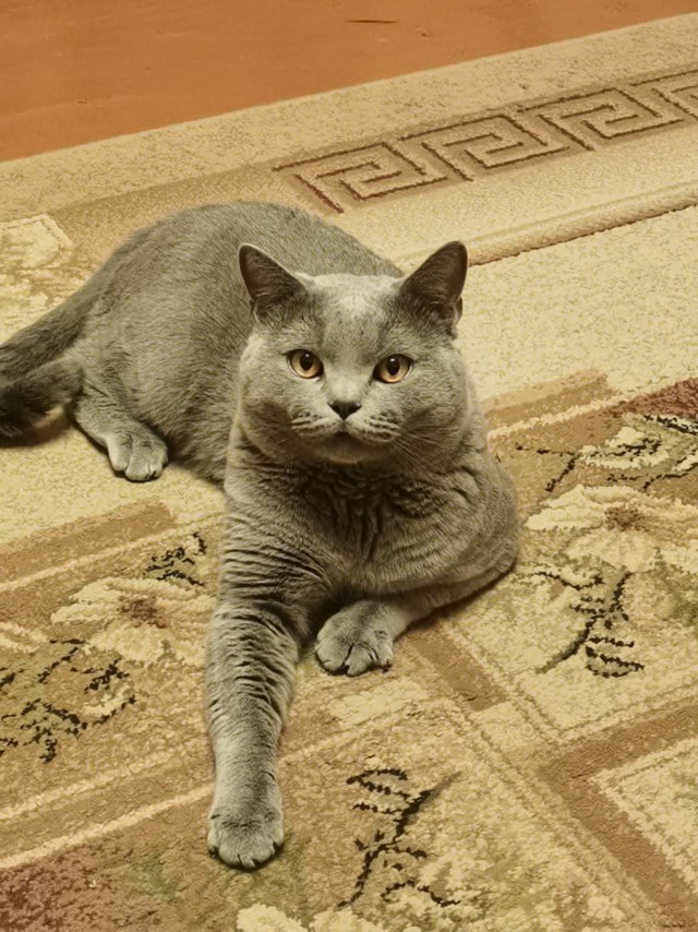 Очередной котовторник